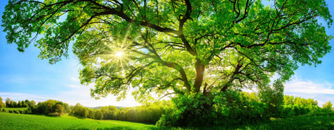 Peaceful natural scenery representing wellness and renewal